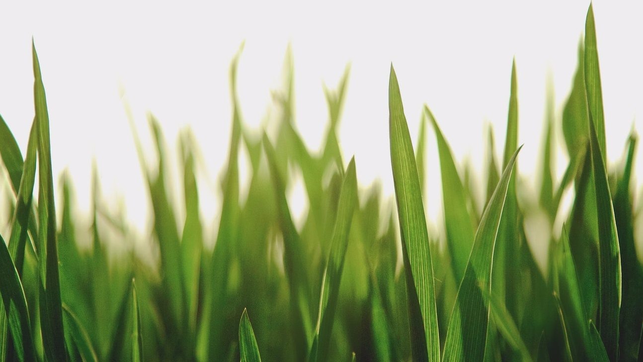artificial grass