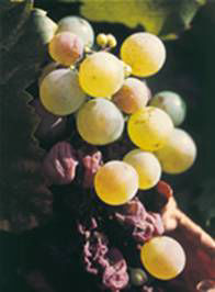 grape